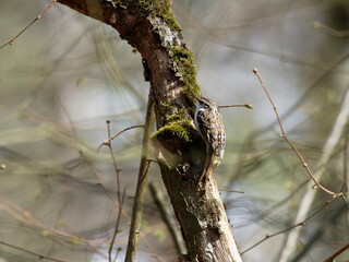 Waldbaumläufer, Certhia familiaris, Baumläufer