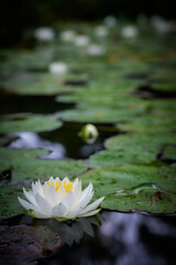 Lotus flowers floating on the surface of the water