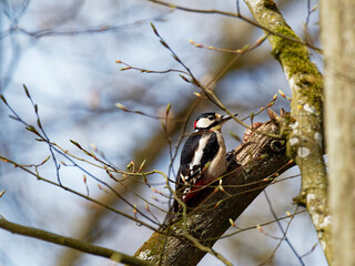 Buntspecht, Dendrocopos major,