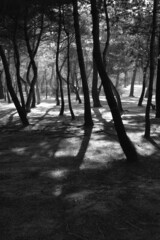 Naklejka premium trees in the fog