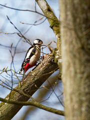 Buntspecht, Dendrocopos major,