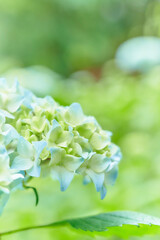 Hydrangea Flowers