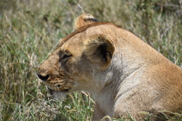 lioness in the grass