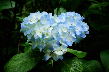 Heart-shaped hydrangea flowers