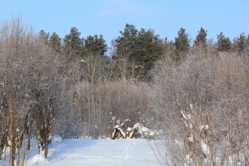 snow covered trees