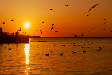 Seagulls at sunset in the Artillery bay. Sevastopol, Crimea