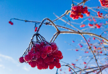 Red rowan berries covered with frost close-up against the blue sky. A bright, winter, sunny day and...
