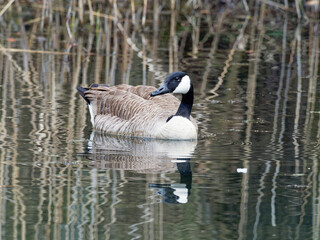 Kanadagans, Branta canadensis