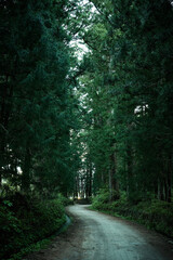 Obraz premium A path leading to a cedar forest