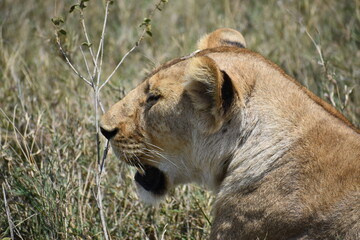 lioness in the grass