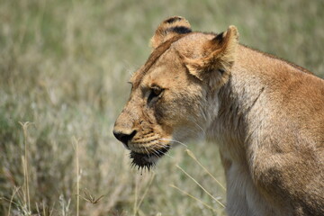 lioness in the grass