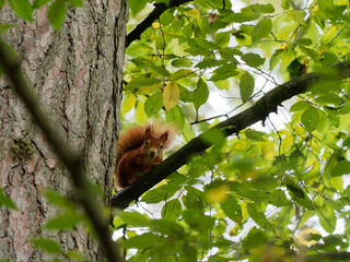 Eichhörnchen, Eichkater, Sciurus vulgaris, © dina