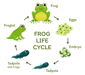 Frog life cycle educational poster template with arrows and place for text vector flat illustration