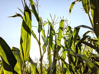 corn field with sky