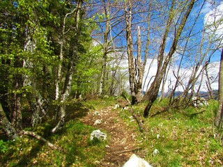 Beautiful beech and hop hornbeam forest in spring