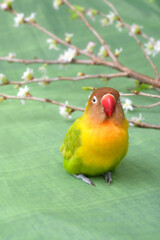 ボタンインコ 
