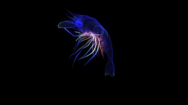 Large shrimp, by animation lines on black background. Blue particles and lines form wire-frame 3d model shrimp.