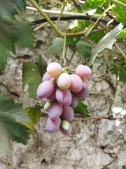 sky nature sun clouds  garden flowers love pink gift