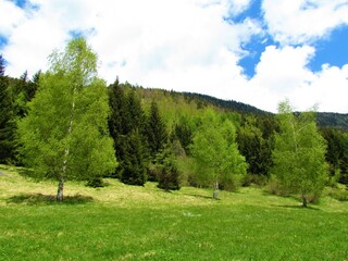 Fototapeta na wymiar Meadow with birch trees (Betula pendula) and forest covered hills behind