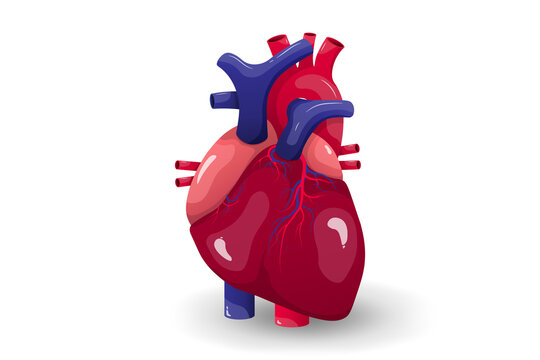 Human heart anatomy. Medical education.