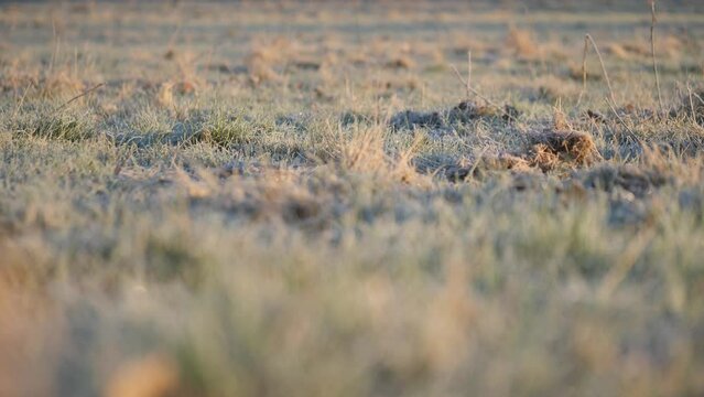 Frost grass on a field in early morning.