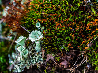 forest lichen with the Latin name Cladonia