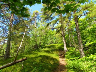 European red pine (Pinus sylvestris) coniferous forest
