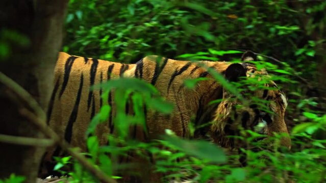 wild tigers run along the grass at the rocks study the territory for life