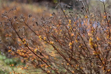 The first budding buds on the thin twigs of a spirea bush in a haze, spring, selective focus