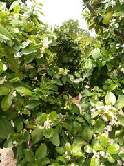 Lemon Tree in Blossom