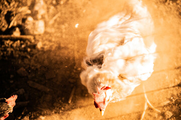 hen shaking in the chicken coop after being buried in a hole in the ground in order to deworm.