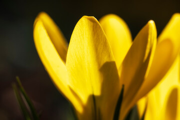 Macro of the blossom of a yellow crocus in the spa gardens of Wiesbaden/Germany 