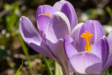 Macro of the blossom of a purple crocus in the Kurpark of Wiesbaden/Germany