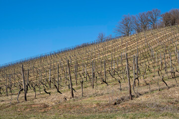 Fototapeta na wymiar View up a vineyard in Rheinhessen/Germany with a clear blue sky in spring 