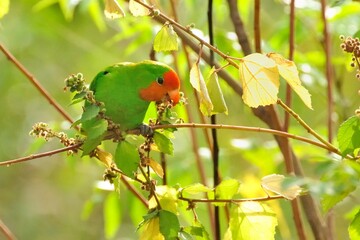 Orangeköpfchen (Agapornis pullarius) bei der Nahrungsaufnahme in Ghana.
