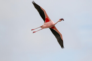 Flying Lesser Flamingos, Walvis Bay, Namibia