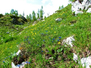 Alpine meadow with blue spring gentian (Gentiana verna) and yellow buttercuo (Ranunculus) flowers...