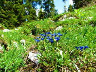 Group of blue spring gentian (Gentiana verna) flowers