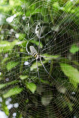 Nephila Pilipes large wasp spider sits on a web on a green background. A spider known as the Giant northern golden orb weaver, is a species of spider that belongs to the class Arachnida