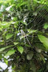 Nephila Pilipes large wasp spider sits on a web on a green background. A spider known as the Giant northern golden orb weaver, is a species of spider that belongs to the class Arachnida
