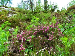 Pink winter heath (Erica carnea) flowers and other bright green spring plants