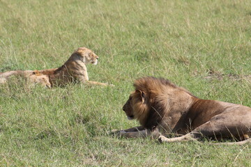 African animals lion