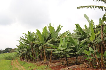 Obraz premium banana tree