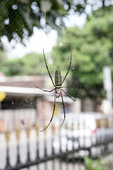 Nephila Pilipes large wasp spider sits on a web on a green background. A spider known as the Giant northern golden orb weaver, is a species of spider that belongs to the class Arachnida