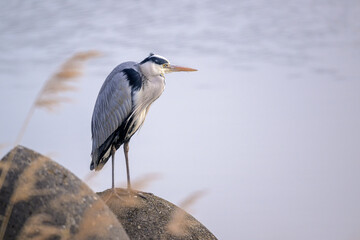 水辺出佇むアオサギ