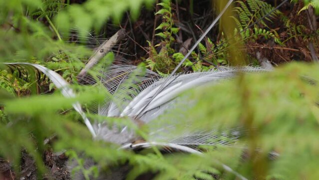 close up rear view of a male lyrebird displaying and singing at fitzroy falls of morton national park in the nsw southern highlands of australia