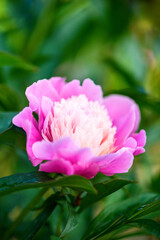 Obraz premium Peony flower in the garden on a green background. Summer background