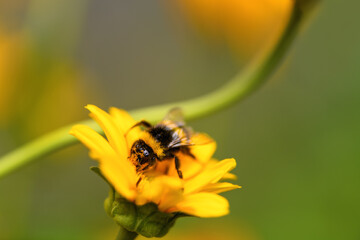 Bumblebee. One large bumblebee sits on a yellow flower on a Sunny bright day. Macro horizontal photography