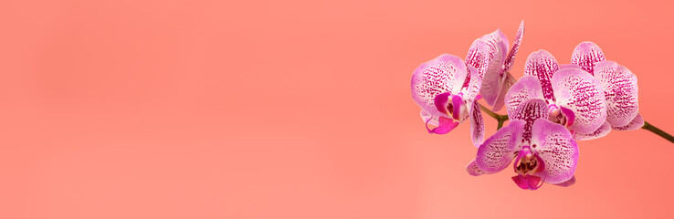 Orchid flower on a pink background. Summer and spring backgrounds. Banner