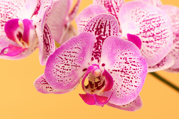 Fototapeta na wymiar Close up Orchid flower on a orange background. Summer and spring backgrounds